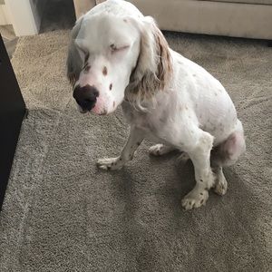 Meet your Posher, Karl